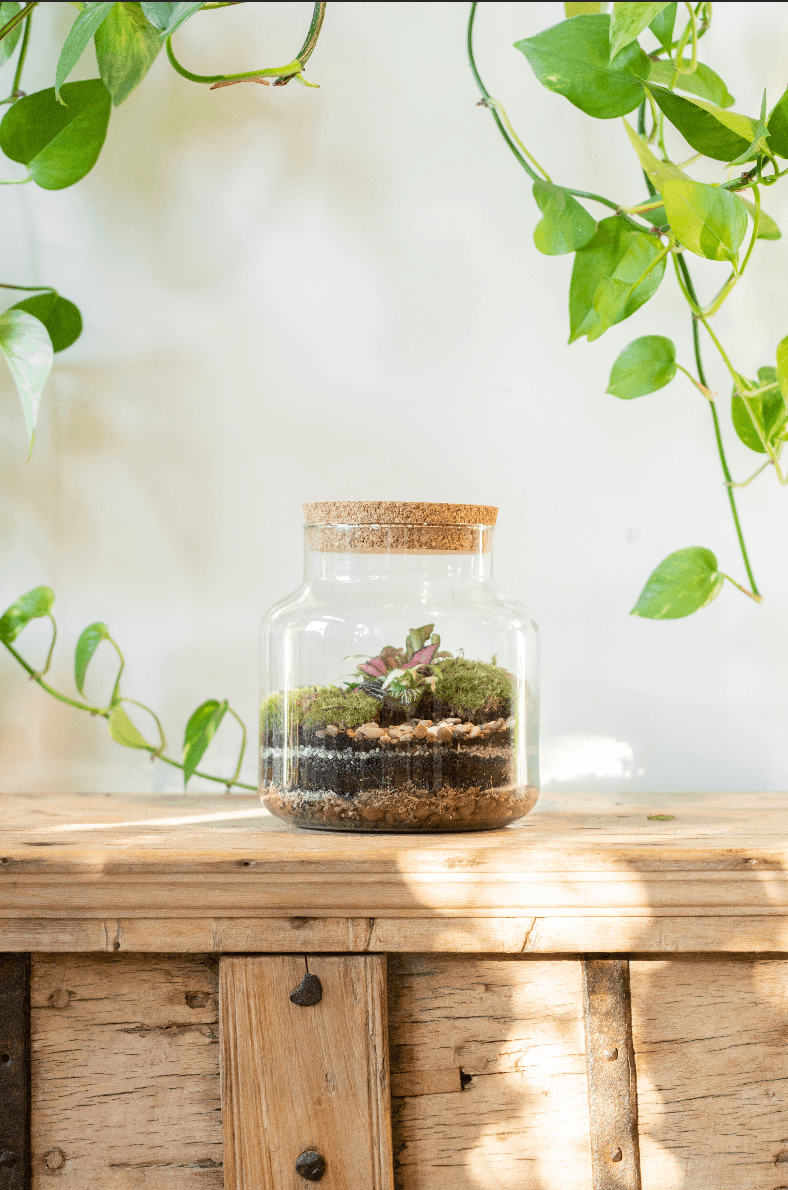 Terrarium Masterclass