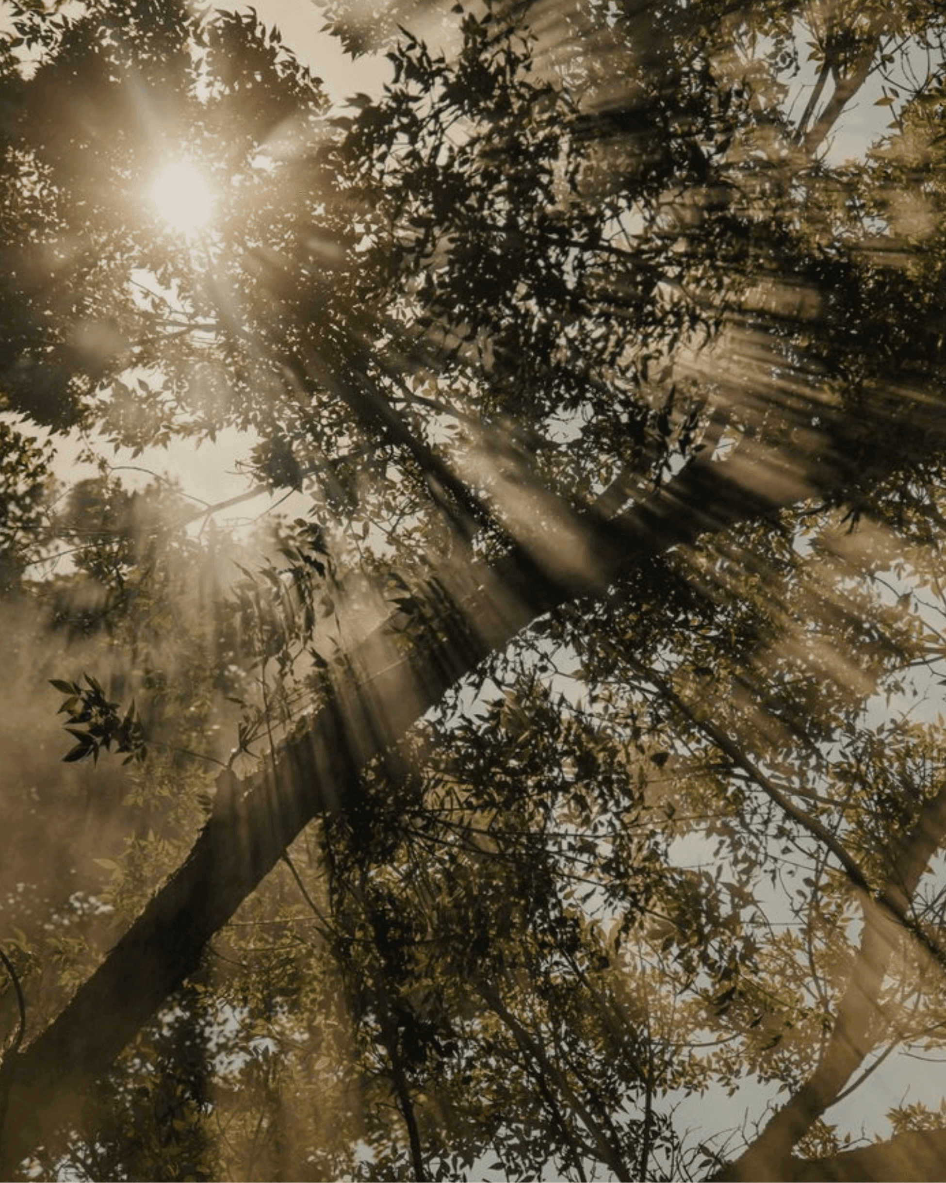 Finding Peace: Healing from Stress and High Cortisol