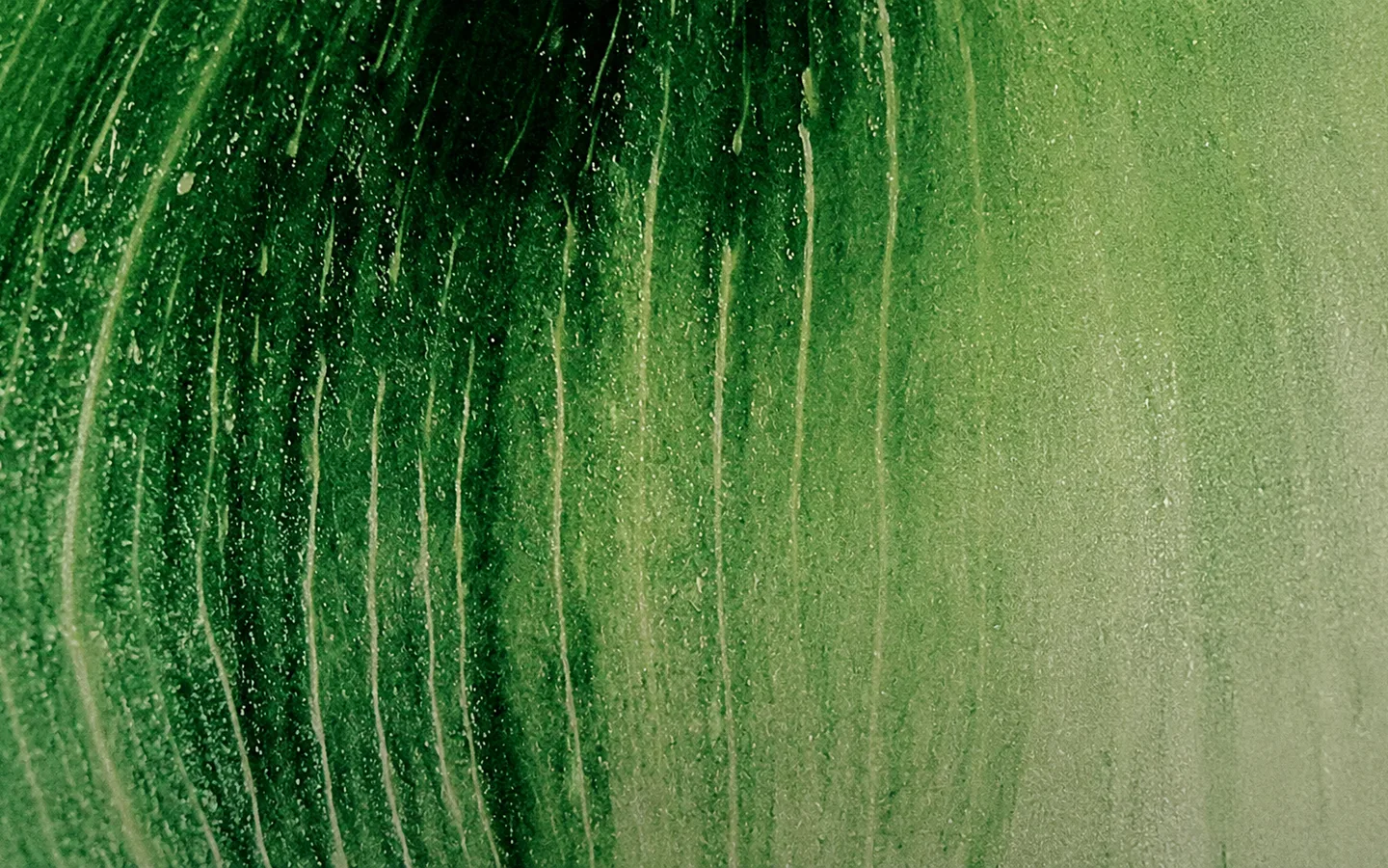 AMA leaf imagery